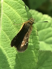 Piruna polingii