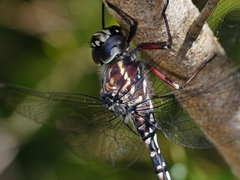 Austroaeschna parvistigma