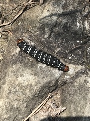 Xanthopastis moctezuma