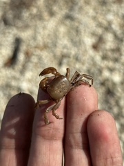 Cyclograpsus integer