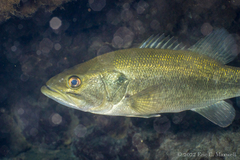 Micropterus floridanus