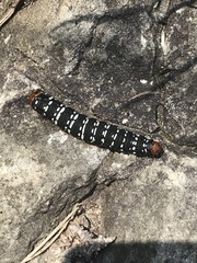 Xanthopastis moctezuma