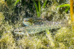 Etheostoma edwini