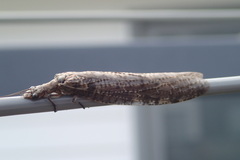 Archichauliodes diversus