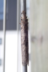 Archichauliodes diversus