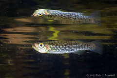 Fundulus lineolatus