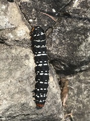 Xanthopastis moctezuma