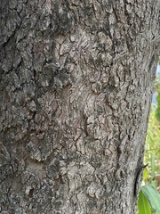 Eucalyptus leptophleba