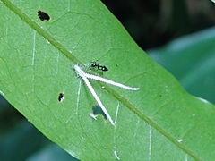 Psyllidae