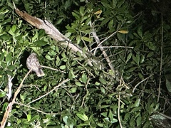 Antrostomus vociferus