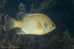 Lepomis punctatus