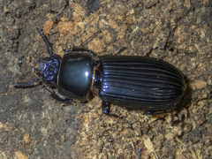 Mastachilus australasicus