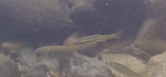 Notropis rubricroceus