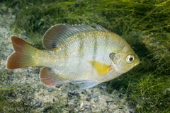 Lepomis macrochirus purpurascens