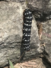 Xanthopastis moctezuma