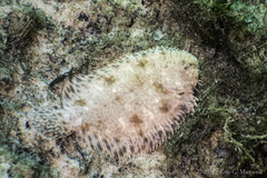 Trinectes maculatus