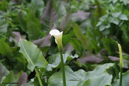 Zantedeschia image