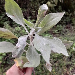 Buddleja cordata