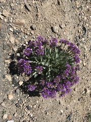 Phoenicaulis