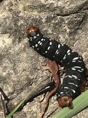 Xanthopastis moctezuma