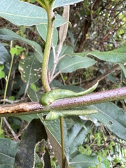 Passiflora glaberrima
