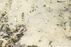 Trinectes maculatus