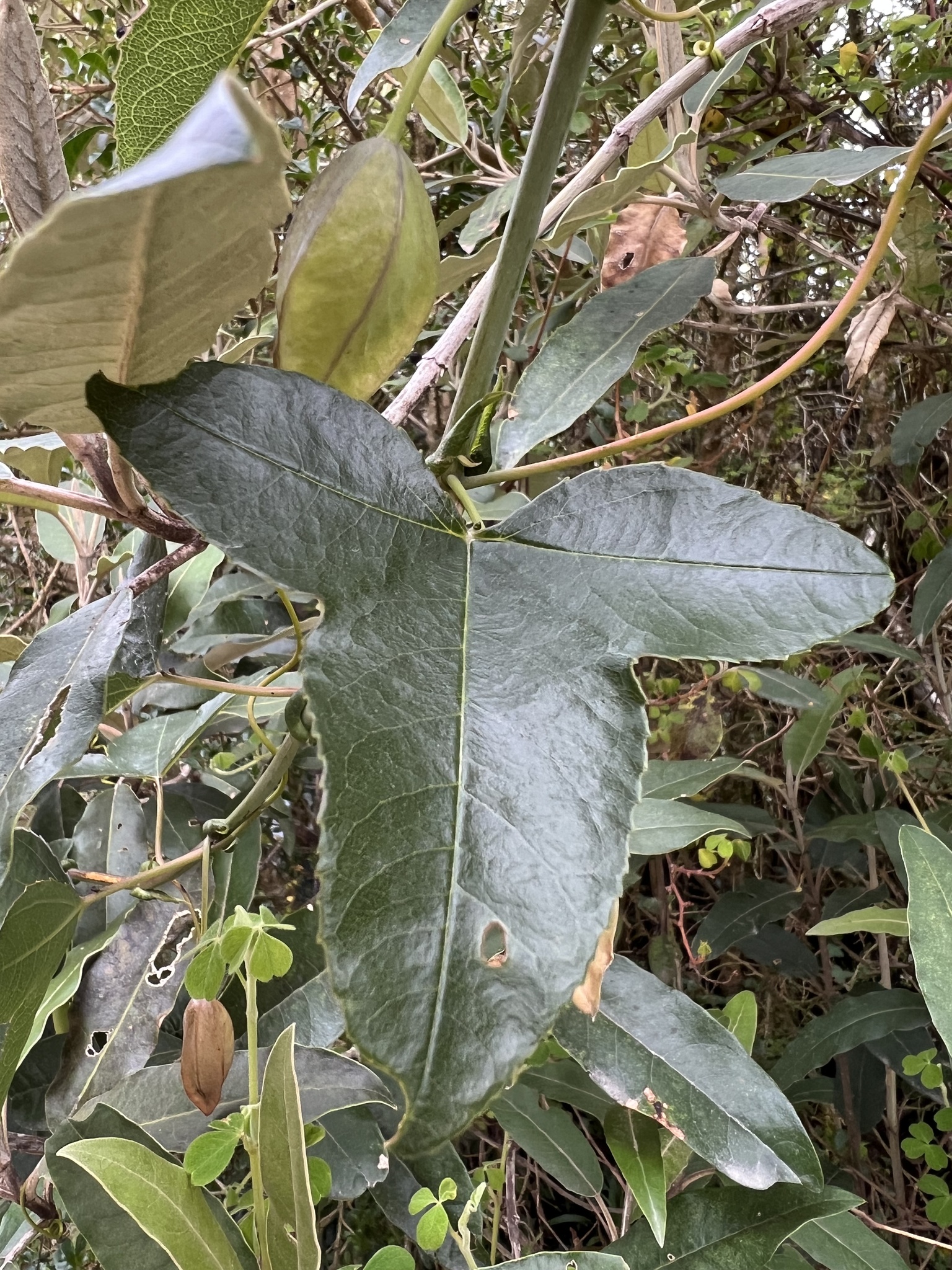 Passiflora glaberrima image
