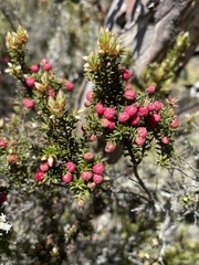 Leptecophylla