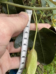 Passiflora glaberrima