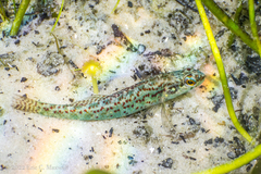 Etheostoma edwini