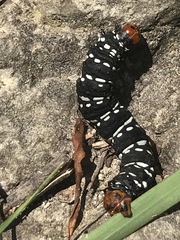 Xanthopastis moctezuma