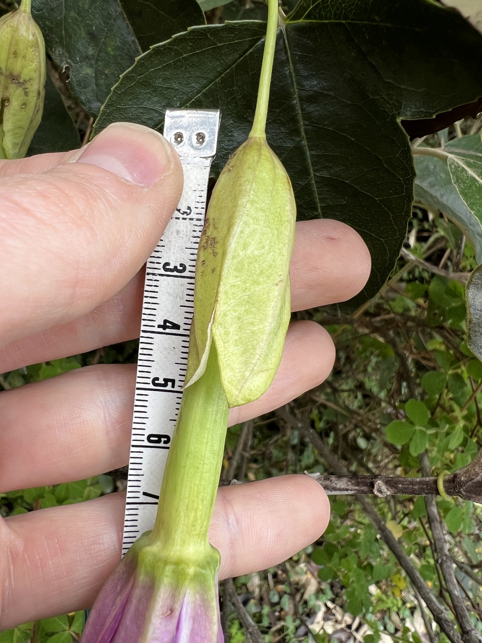 Passiflora glaberrima image