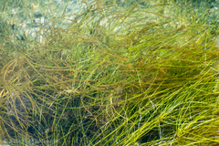 Eleocharis baldwinii