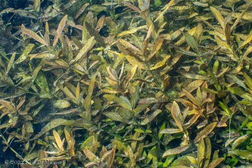 Hygrophila polysperma