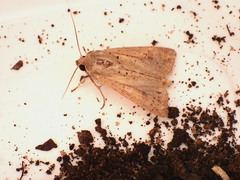 Mythimna convecta