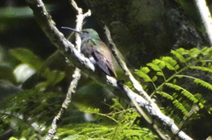 Saucerottia beryllina