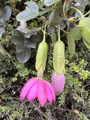 Passiflora glaberrima