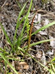 Microtis unifolia