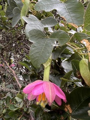 Passiflora glaberrima