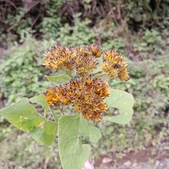 Schistocarpha eupatorioides