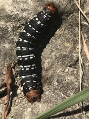 Xanthopastis moctezuma