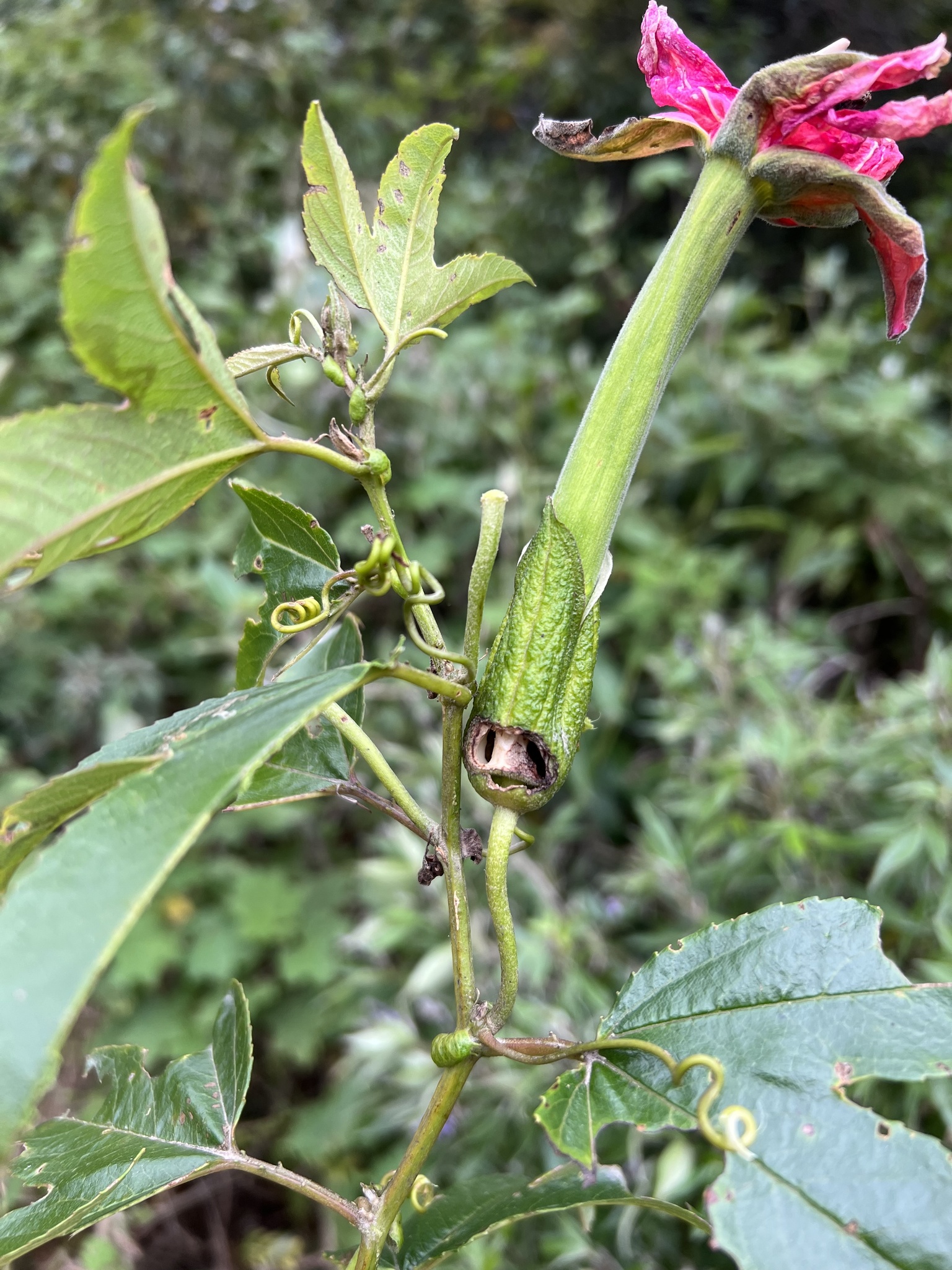 Passiflora mixta image