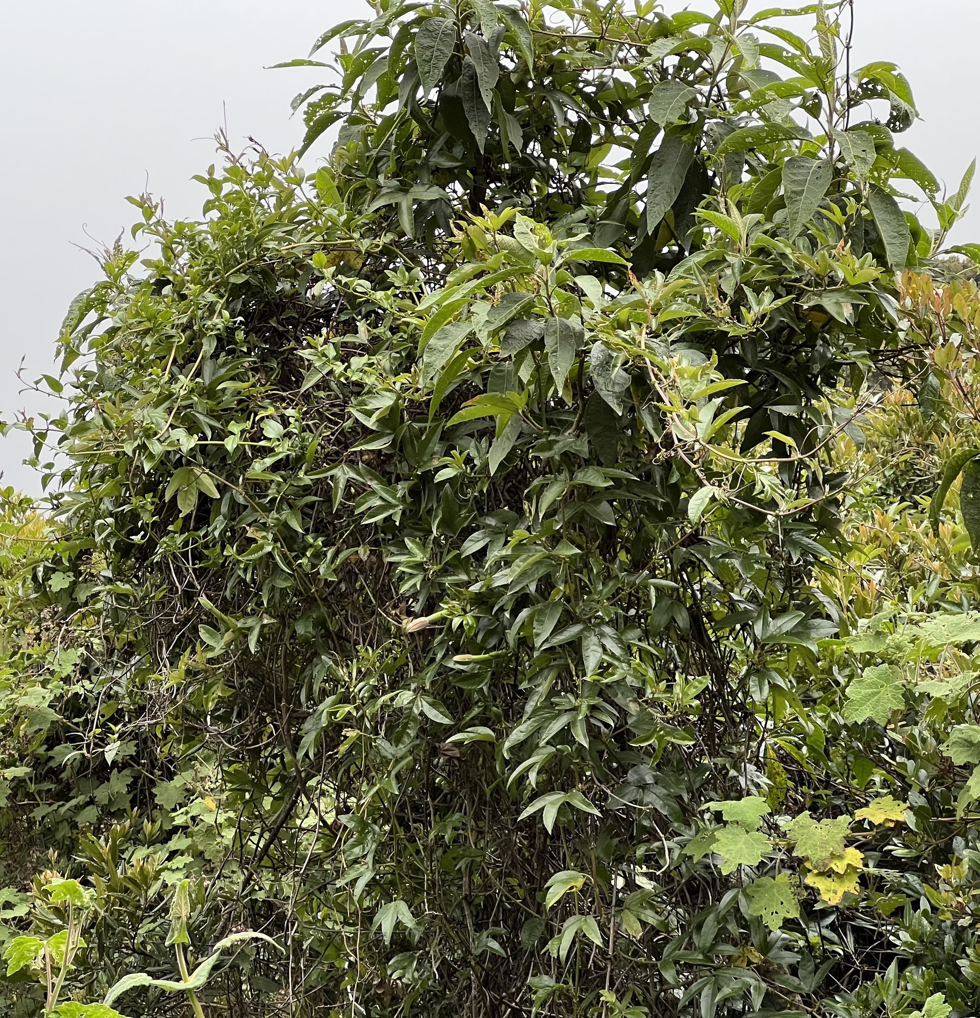 Passiflora mixta image