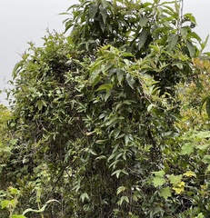 Passiflora mixta mixta