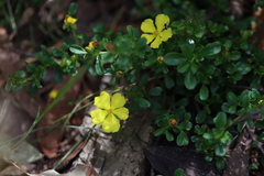 Hibbertia diffusa