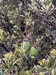 Passiflora mixta mixta
