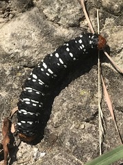 Xanthopastis moctezuma