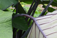 Xanthosoma violaceum