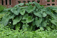 Xanthosoma violaceum