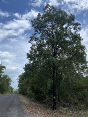 Eucalyptus leptophleba